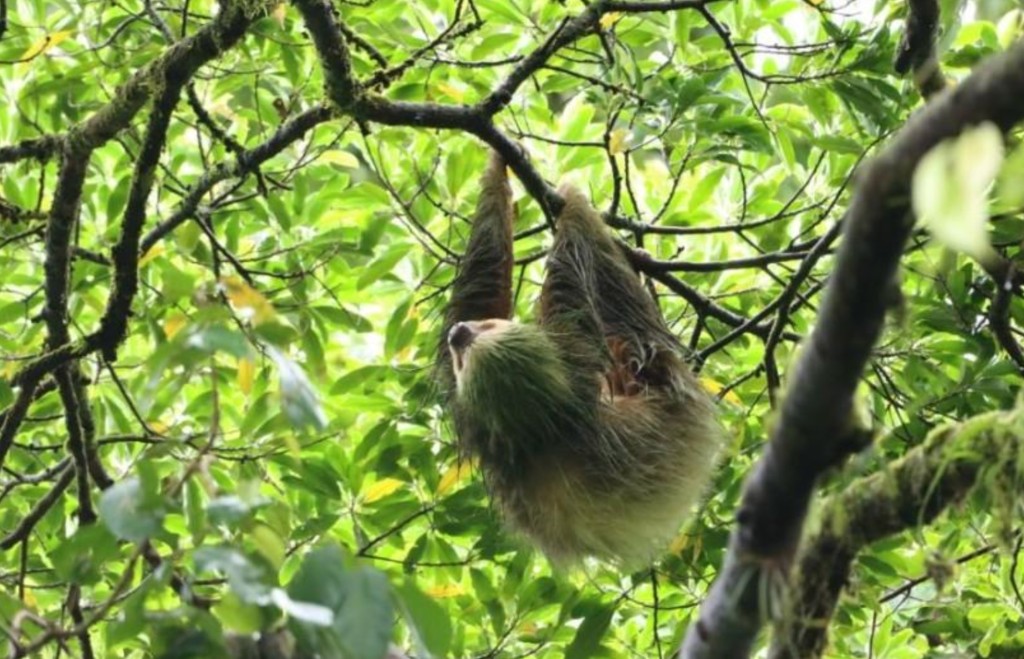 Sloth in Costa Rican rainforest near Puerto Limón
