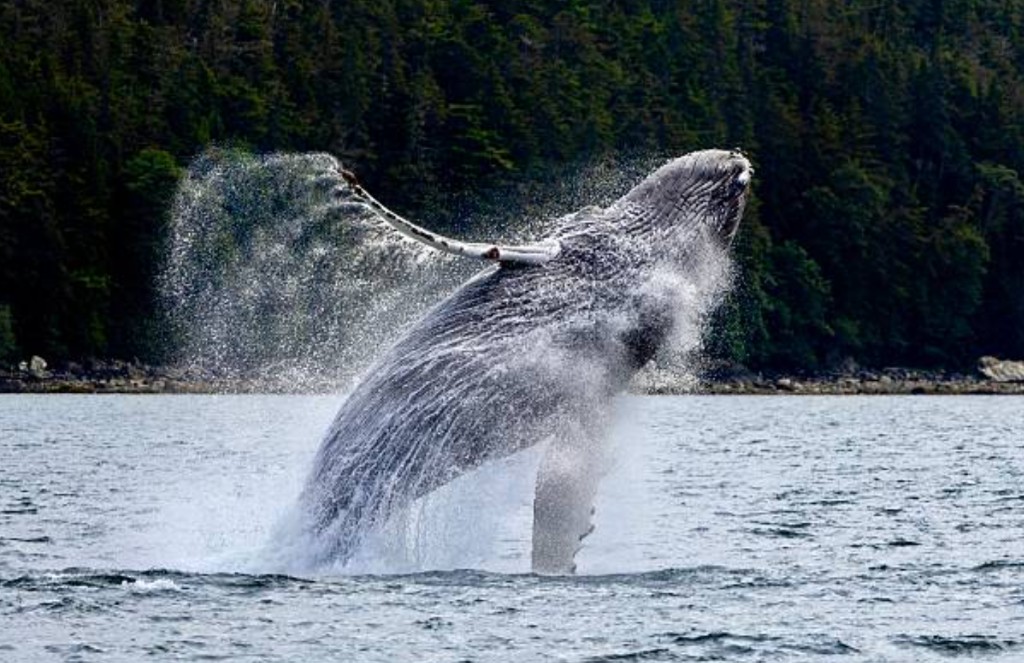 Humpback whale breaching in Samaná Bay, Dominican Republic
